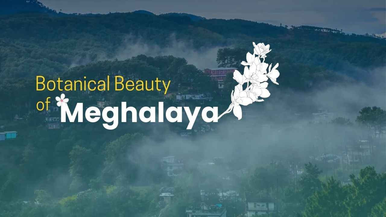 Botanical Beauty of Meghalaya​