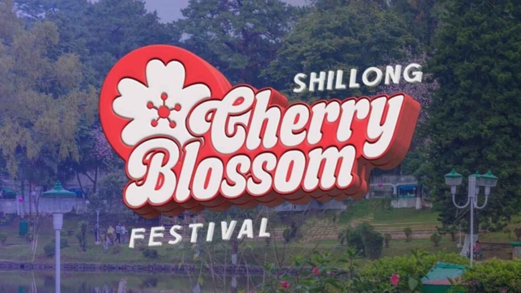 Cherry Blossom in Shillong