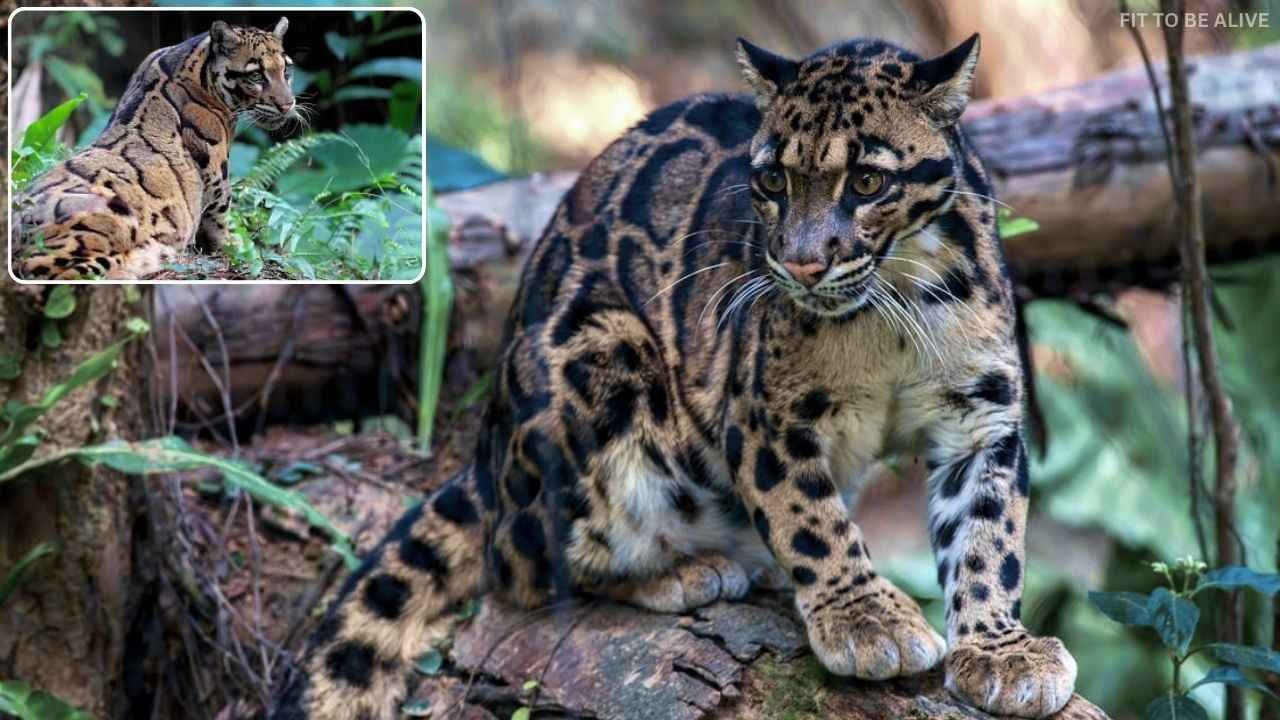 Unique Wildlife of Meghalaya
