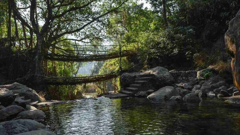 Living Root Bridges (Eco-Tourism in Shillong)