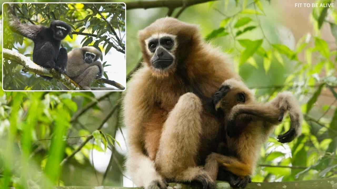 Unique Wildlife of Meghalaya
