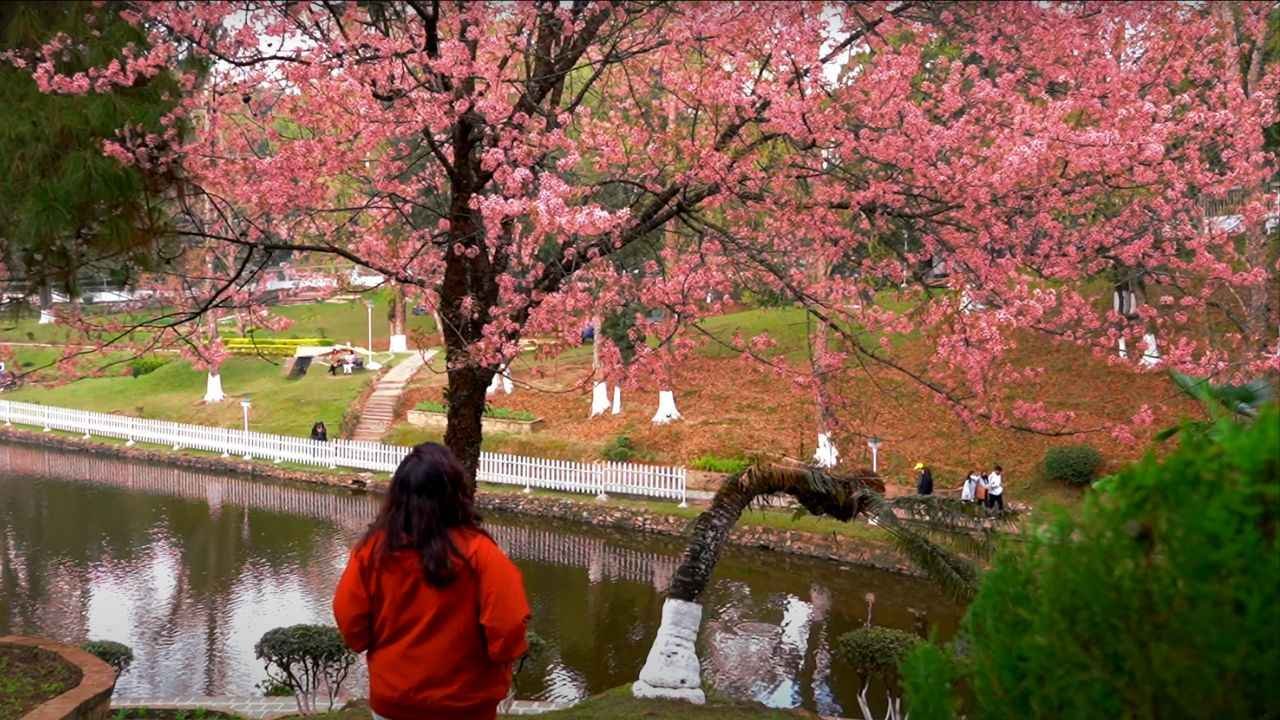 Cherry Blossom in Shillong