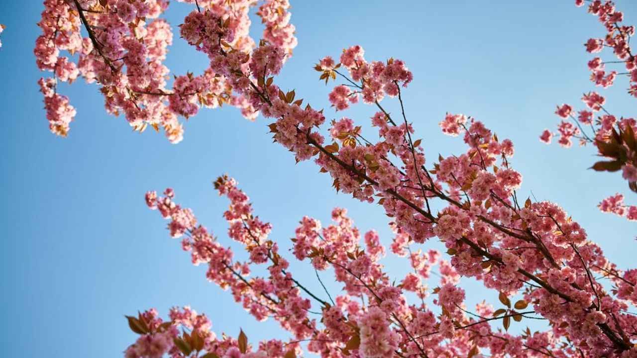 Cherry Blossom in Shillong