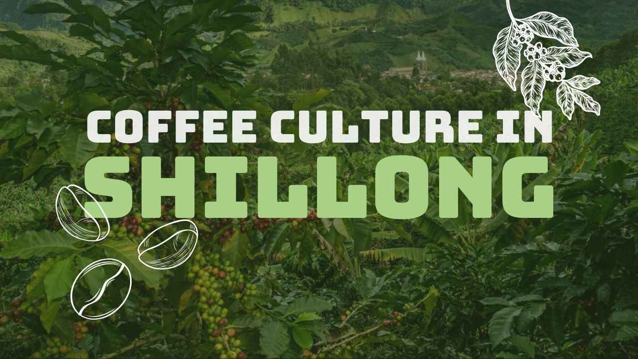 Coffee Culture in Shillong