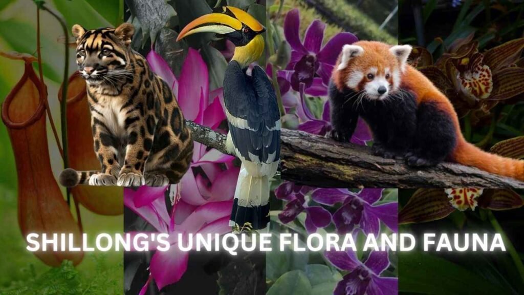 Meghalaya’s Unique Flora and Fauna