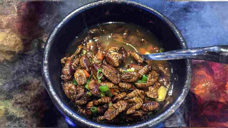Silkworms Dish