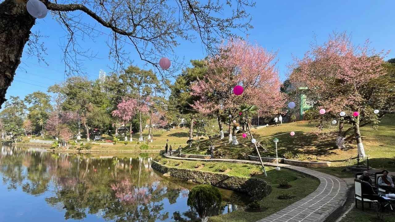 Cherry Blossom in Shillong
