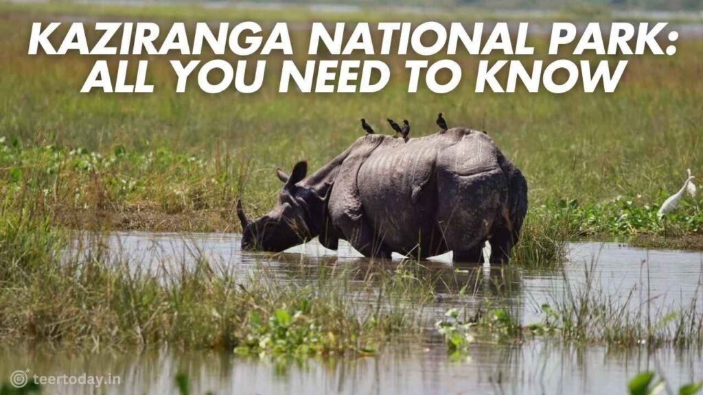 Kaziranga National Park: All you need to know