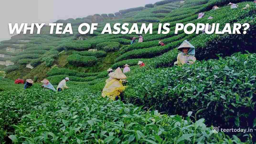 Why Tea of Assam is Popular?